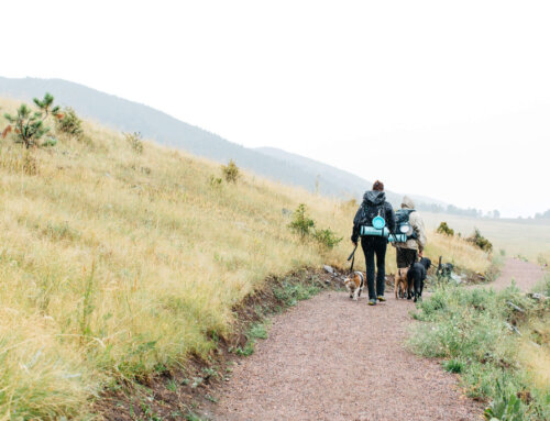 Hike + Doggie